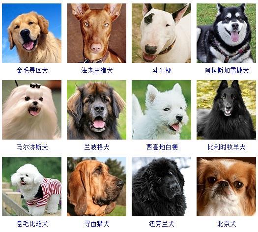 狗的品种大全及图片名称（178个宠物狗品种图片大全）