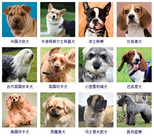 狗的品种大全及图片名称（178个宠物狗品种图片大全）
