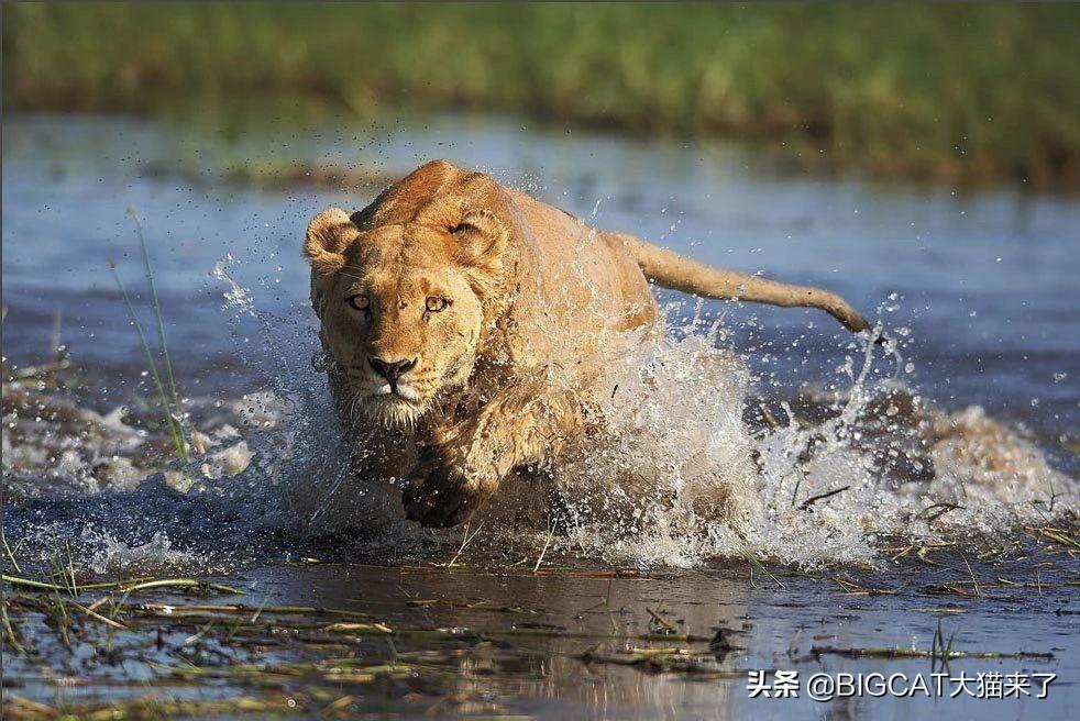 狮子会游泳吗（狮子的特点和本领）